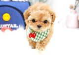Kore Kani Toy Poodle Bebeklerimiz
