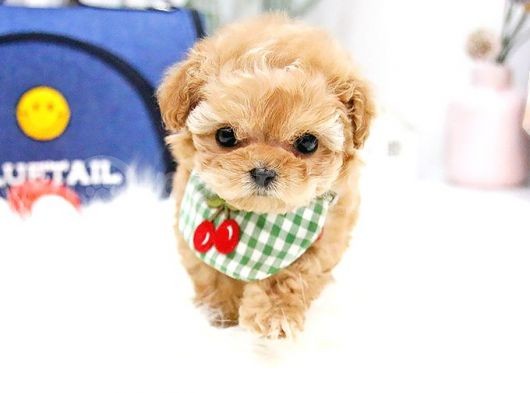 Kore Kani Toy Poodle Bebeklerimiz görsel