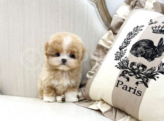 Show Kali̇te Toy Poodle Bebekleri̇m görsel