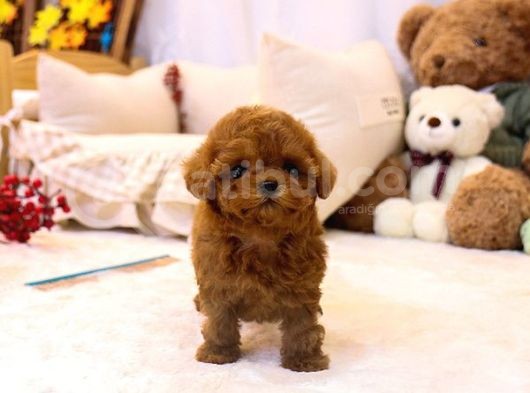 Sevi̇mli̇ Red Brown Toy Poodle Bebekleri̇mi̇z görsel