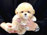 Dünya Tatlisi Red Brown Toy Poodle Yavrularimiz
