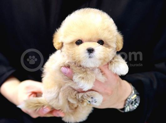 Dünya Tatlisi Red Brown Toy Poodle Yavrularimiz görsel