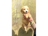 SEVİMLİ IRK MALTİPOO