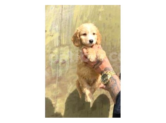 Sevi̇mli̇ Irk Malti̇poo