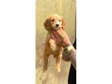 Sevi̇mli̇ Irk Malti̇poo