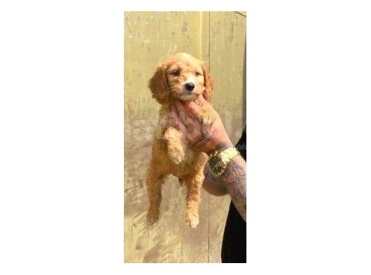 Sevi̇mli̇ Irk Malti̇poo görsel