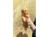Sevi̇mli̇ Irk Malti̇poo