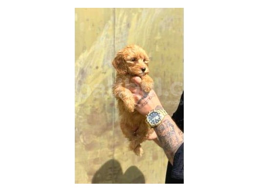 Sevi̇mli̇ Irk Malti̇poo görsel
