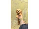 Sevi̇mli̇ Irk Malti̇poo