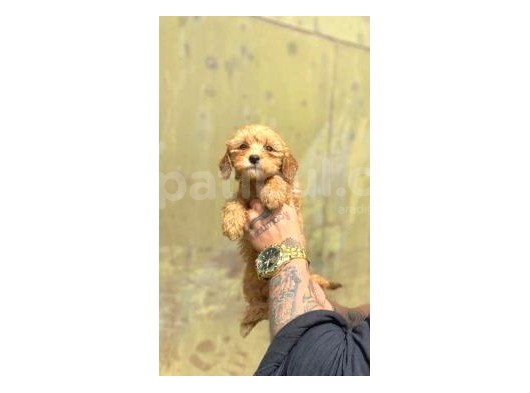 Sevi̇mli̇ Irk Malti̇poo görsel
