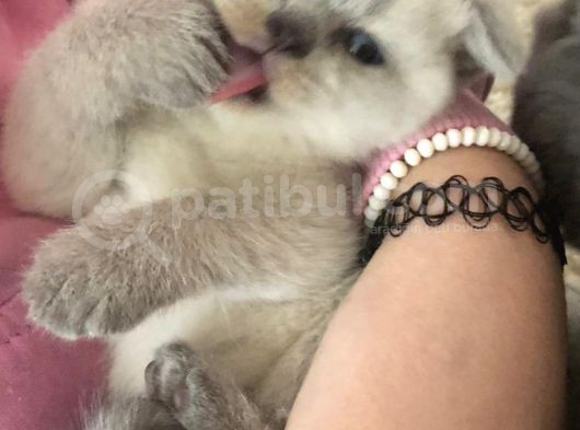 Safkan Scottish Fold Scottish Straight British görsel