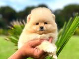 MİNİ BOY DİŞİ POMERANİAN BOO