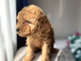 BÖYLE TOY POODLE BEBEKLER ÇOK ZOR BULUNUR