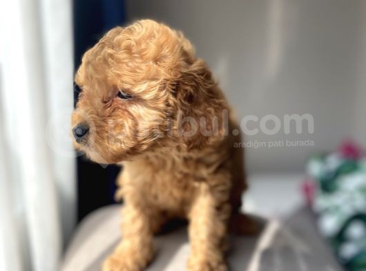 Böyle Toy Poodle Bebekler Çok Zor Bulunur