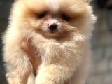 Tedybear Pomerani̇an Boo Yavrularimiz