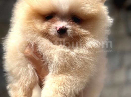 Tedybear Pomerani̇an Boo Yavrularimiz görsel