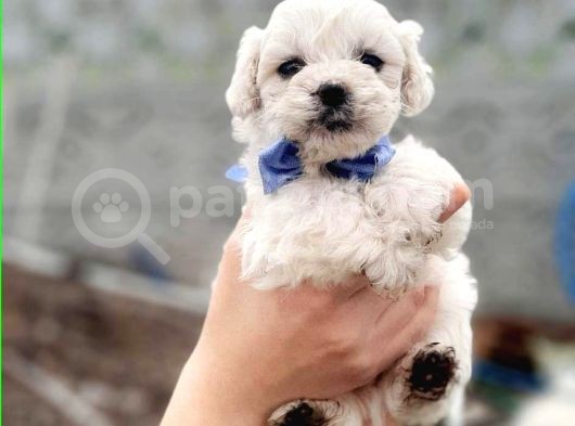 Kar Beyaz Maltese Terrier Yavrular görsel