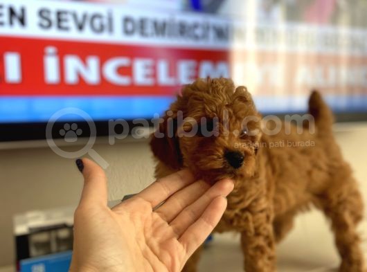 Böyle Toy Poodle Bebekler Çok Zor Bulunur görsel