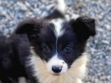 Border Collie Yavrularımız