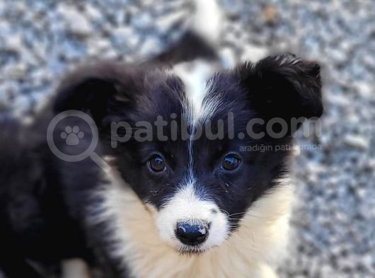 Border Collie Yavrularımız görsel