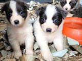Zeki border collie yavrularımız