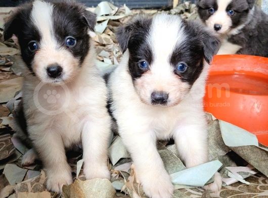 Zeki Border Collie Yavrularımız