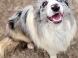 Zeka küpü border collie yavrularımız