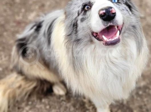 Zeka Küpü Border Collie Yavrularımız
