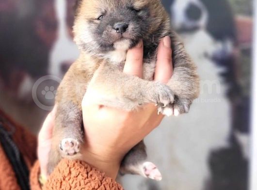 Shiba Inu Yavrularımız görsel