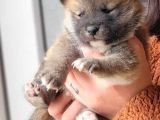 Shiba inu yavrularımız