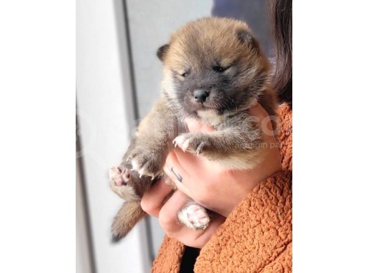 Shiba Inu Yavrularımız