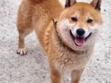 Shiba Inu Yavrularımız