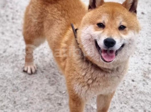 Shiba Inu Yavrularımız görsel