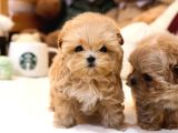 Mükemmel Kalitedeki Toy Poodle Yavrularımız