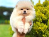 Karbeyaz Di̇şi̇ Pomerani̇an Boo