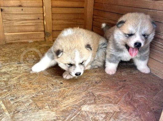 Akita Yavruları görsel