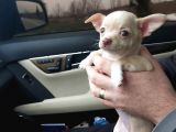 Yavru Yeti̇şki̇n Şi̇vava Chihuahua Mevcut