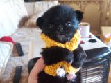 Yavru Yeti̇şki̇n Şi̇vava Chihuahua Mevcut