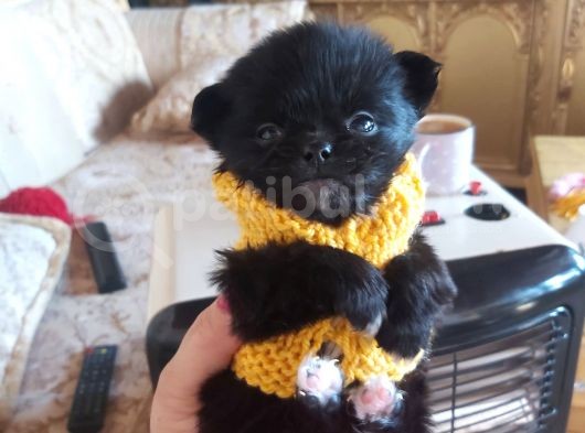 Yavru Yeti̇şki̇n Şi̇vava Chihuahua Mevcut görsel