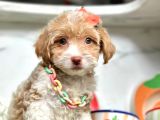 Dizayn Irk Maltipoo bebeklerimiz