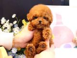 Kore Gen Hattına Sahip Mükemmel Ötesi Toy Poodle Yavrumuz