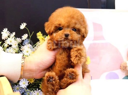Kore Gen Hattına Sahip Mükemmel Ötesi Toy Poodle Yavrumuz görsel