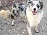 Secereli Border Collie Yavrularımız