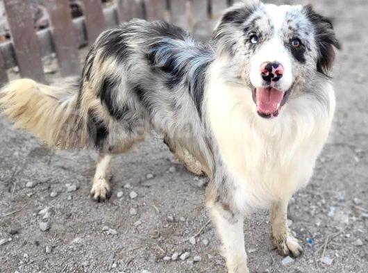 Secereli Border Collie Yavrularımız görsel