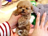 Sevimli Toy Poodle Bebeklerimiz