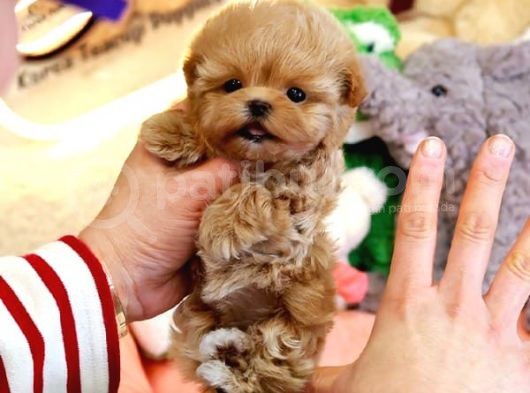 Sevimli Toy Poodle Bebeklerimiz