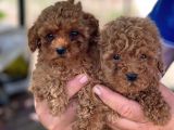 Irk Garanti̇li̇ Toy Poodle Yavrularimiz