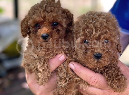 Irk Garanti̇li̇ Toy Poodle Yavrularimiz görsel