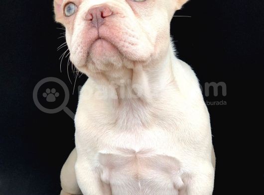 Muhteşem Güzellikte Ve Süper Kalitede French Buldog Platinum görsel