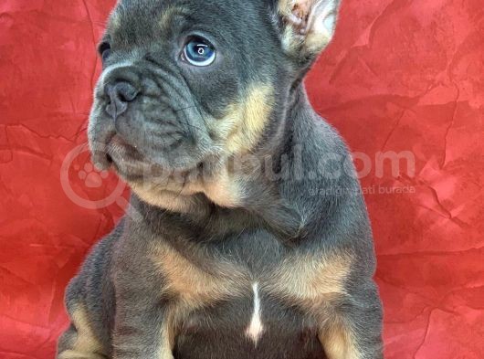 Türkiye De Efsane Olacak French Bulldog Blue Tan Erkek Yavrumuz görsel